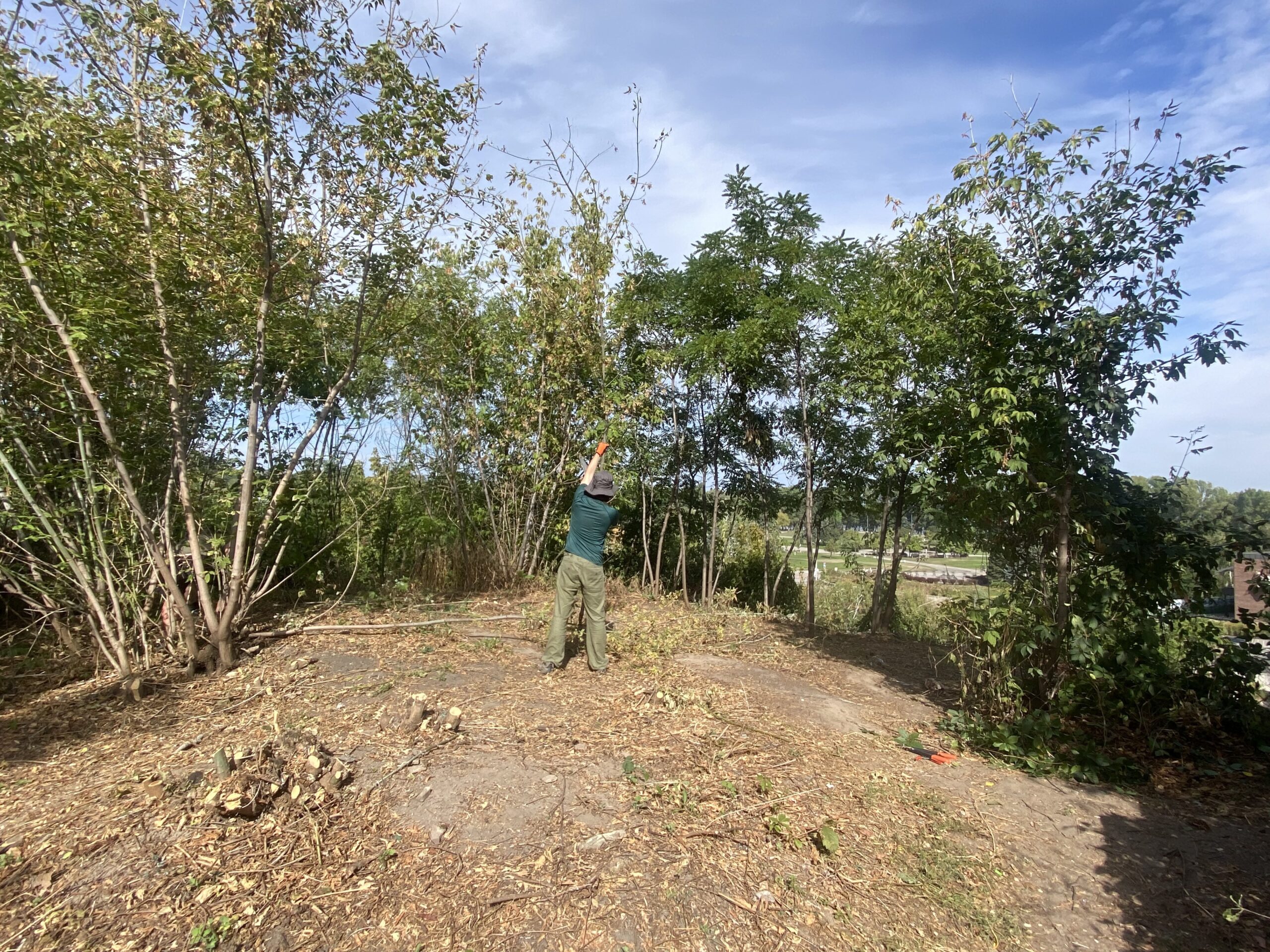 Частина розчищеної території