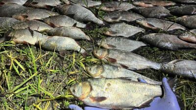 Виловлена риба