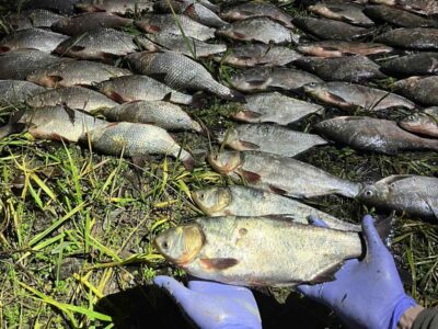 Виловлена риба