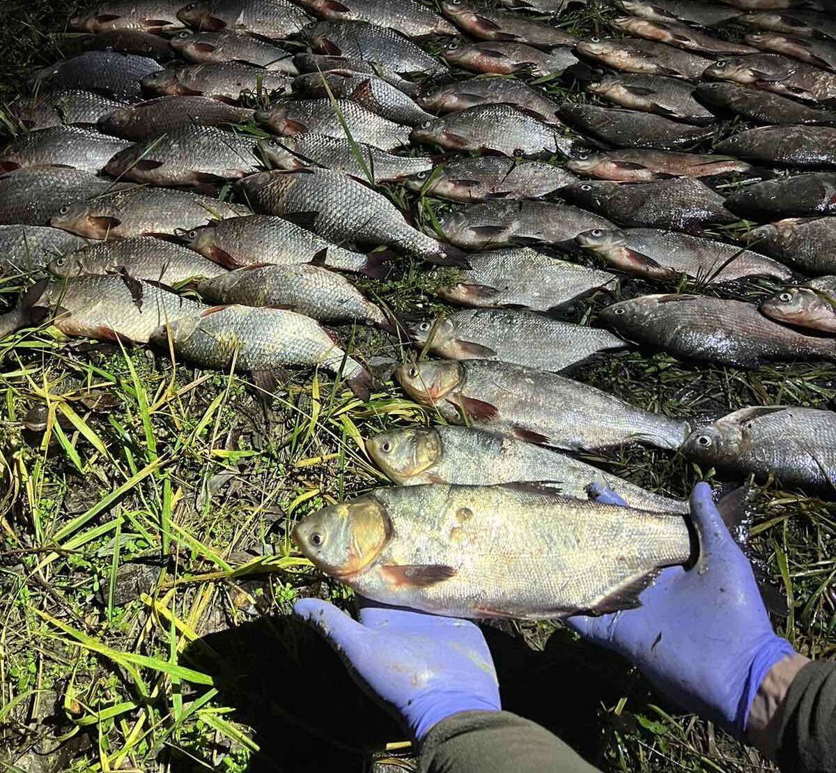 Виловлена риба