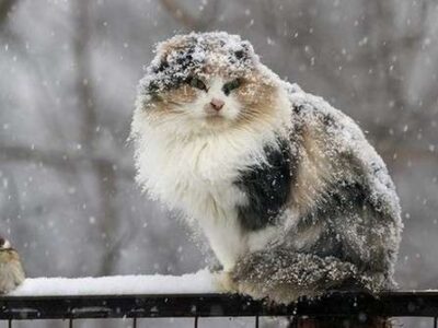 Кіт і сніг