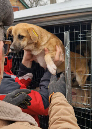 безпритульний собака