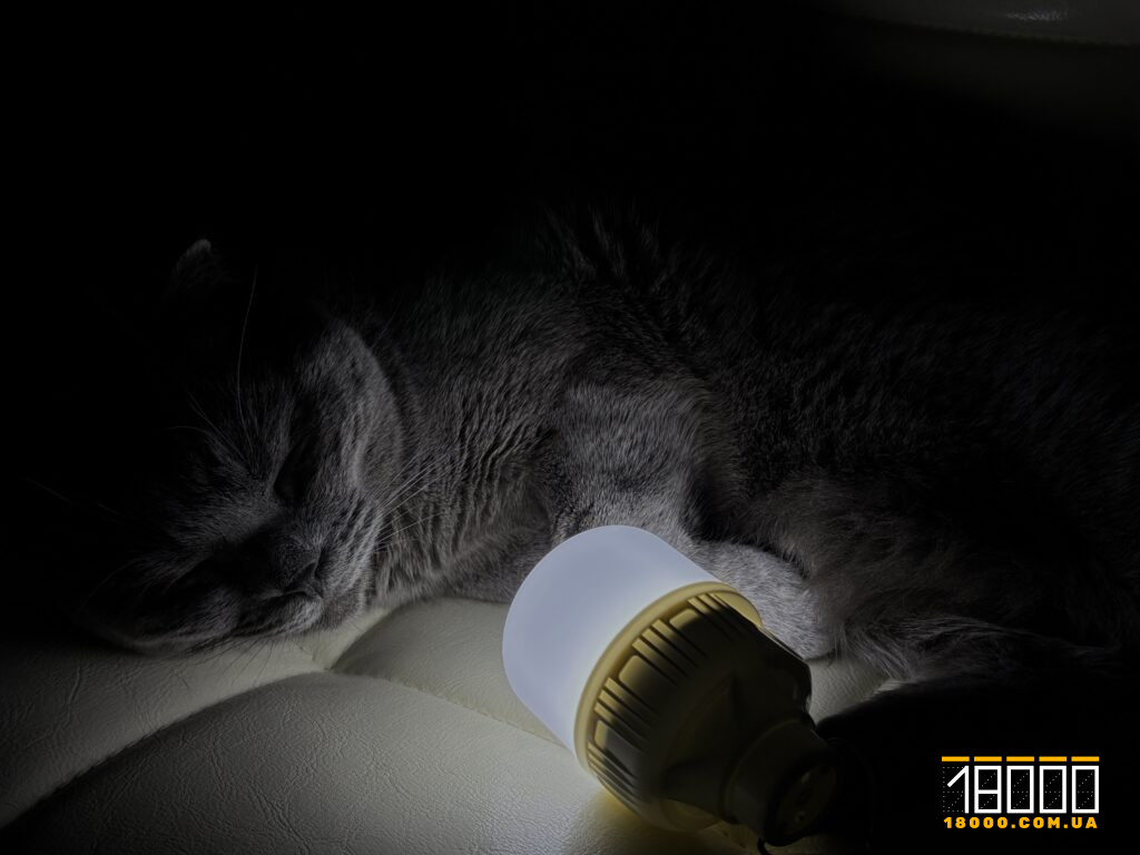 кіт лежить з лампою