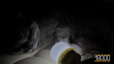 кіт лежить з лампою