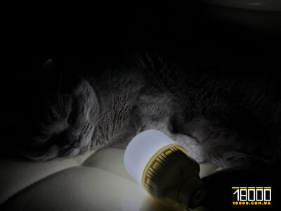 кіт лежить з лампою