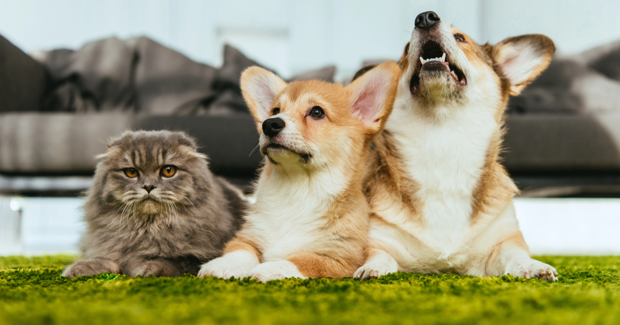 домашні тварини