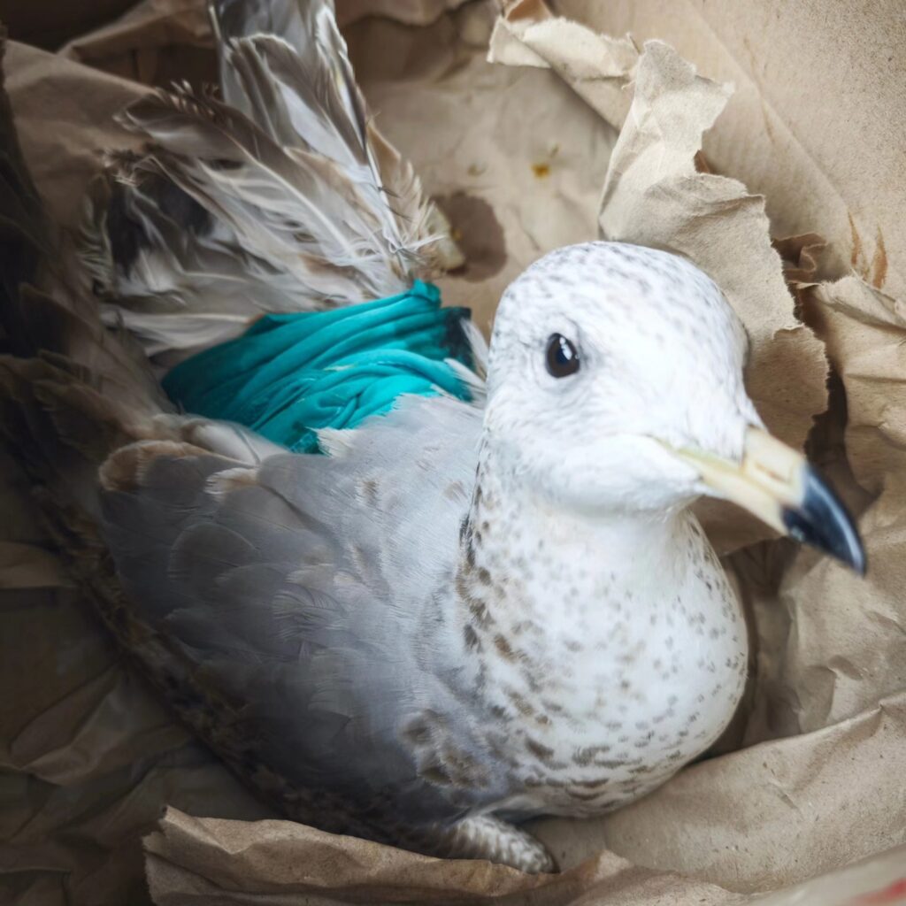 До черкаського зоопарку підкинули поранену пташку (ФОТО)