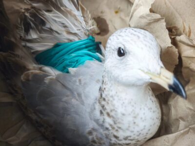 знайдена пташка