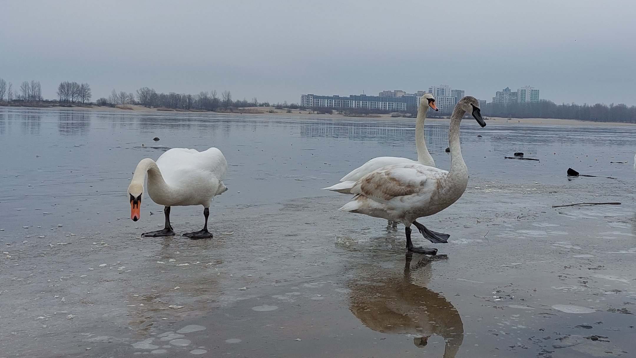 Важливий доступ до відкритої води», – черкаський орнітолог розповів, як  допомогти лебедям взимку. Читайте на UKR.NET