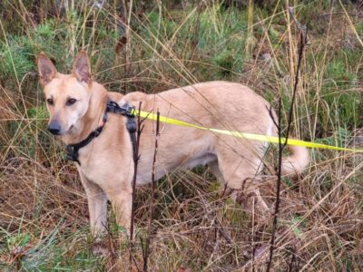 Собака Айві