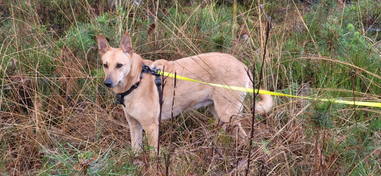 Собака Айві