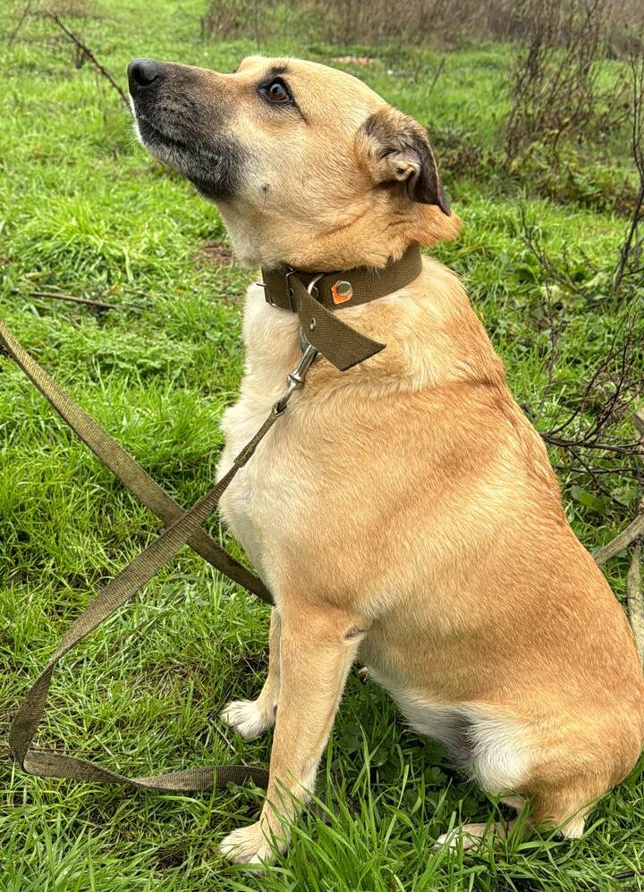 Собака Руді