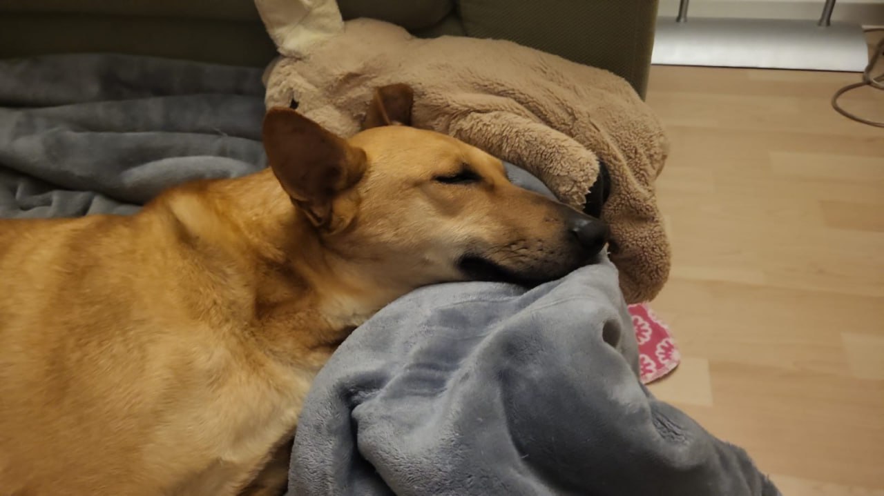 Собака Айві