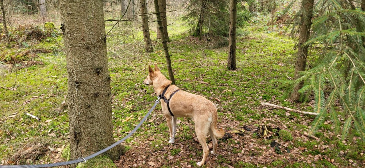 Собака Айві