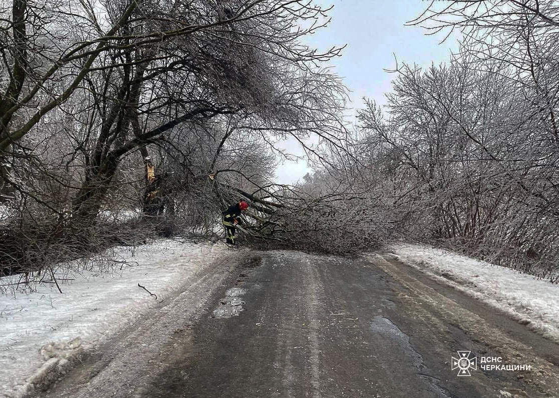 повалене на дорозі дерево