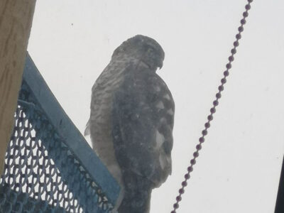 яструб малий