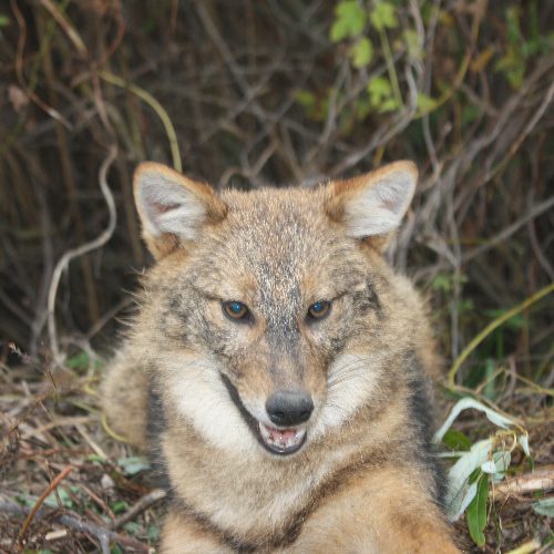 На Черкащині вполювали шакалів, їхня кількість збільшилася в регіоні