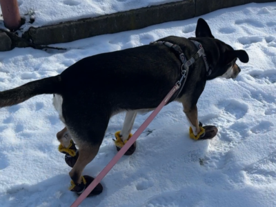 Пес на снігу