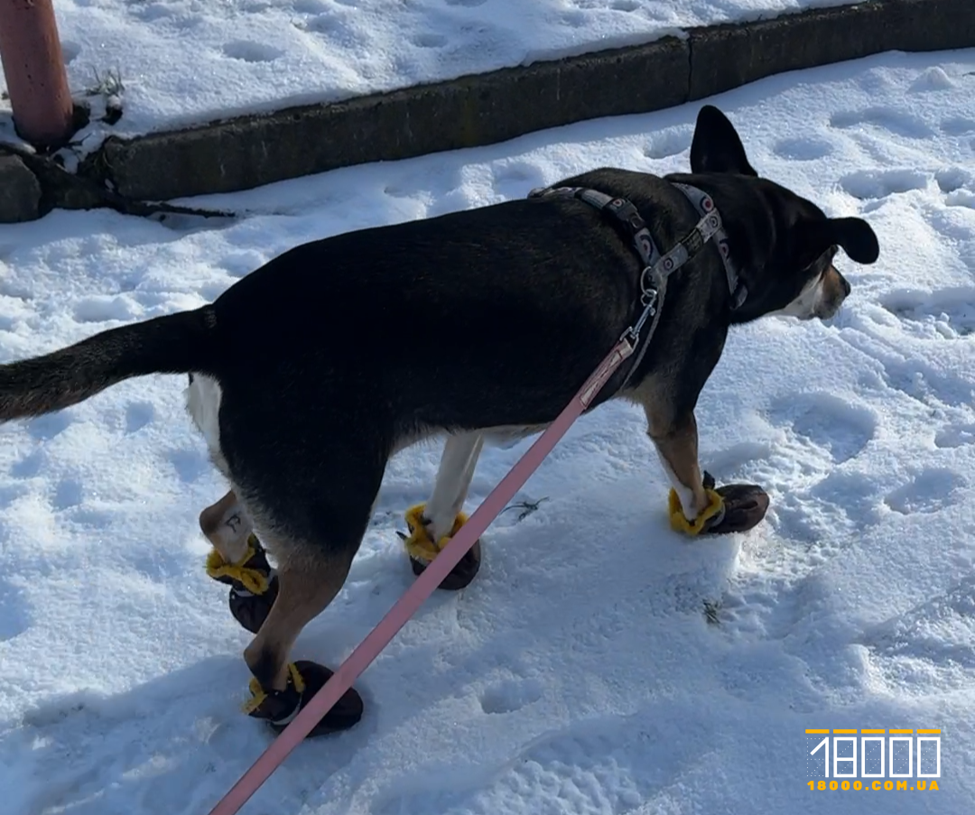 Пес на снігу