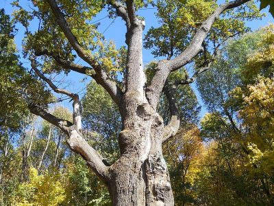 дуб Залізянка