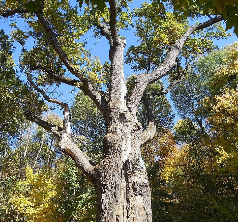 дуб Залізянка