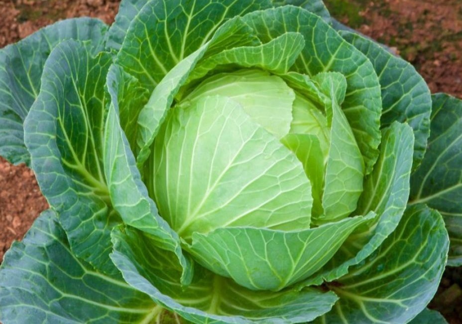 Черкащанина судили, бо він вкрав майже пів тонни капусти