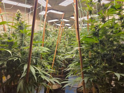 вирощування конопель