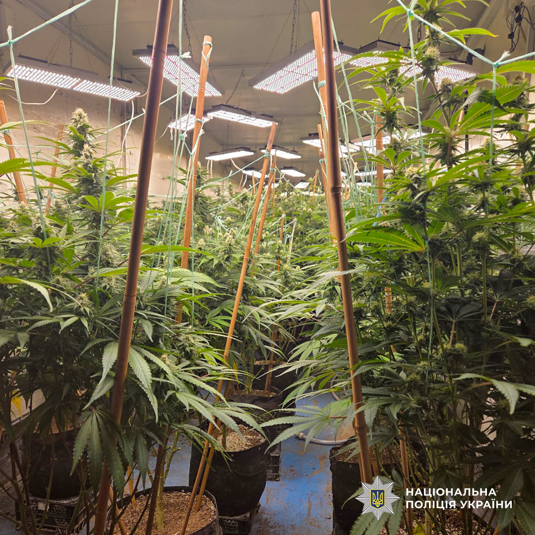 вирощування конопель