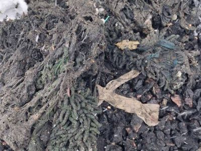 Килим у каналізації