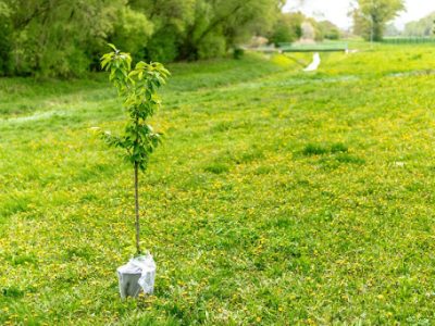 Озеленення