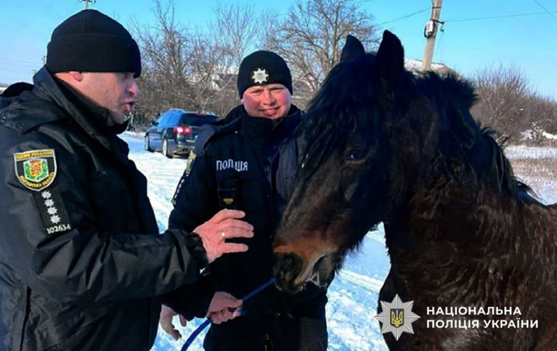 Поліцейські та кінь 