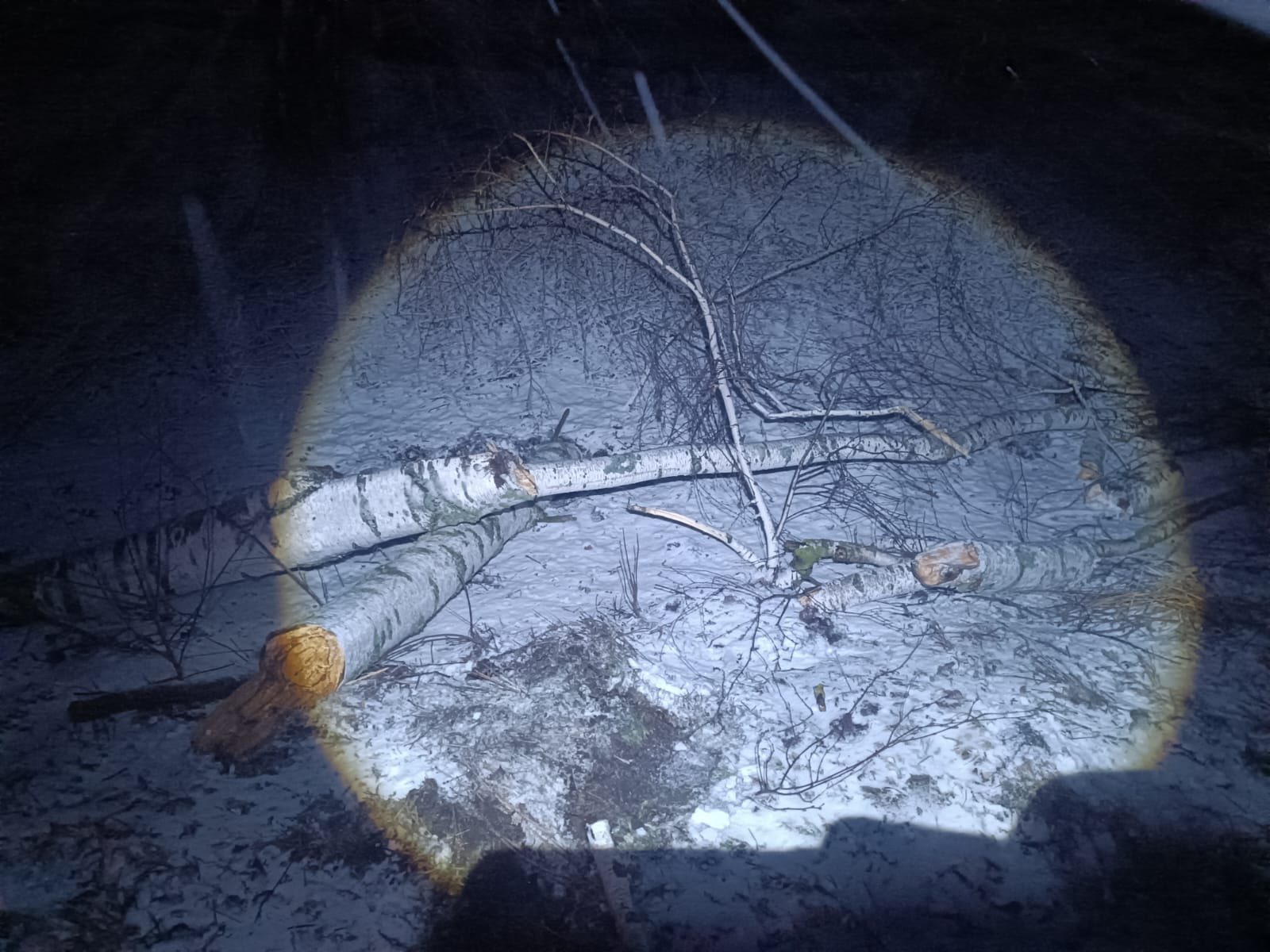 зламані дерева