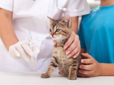 вакцина коту