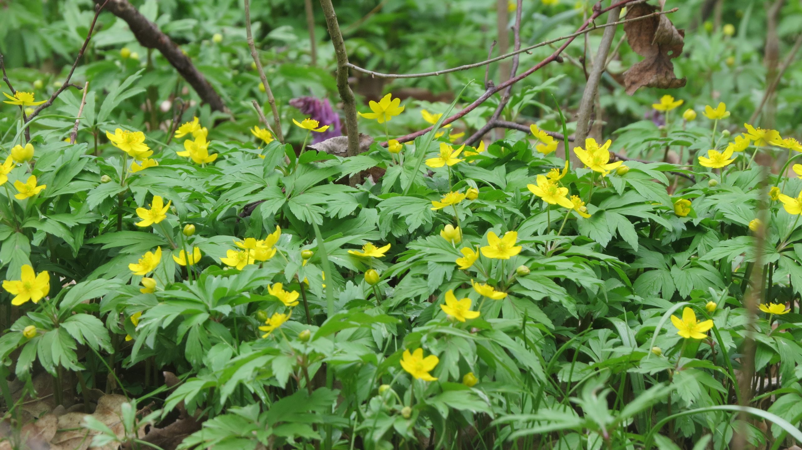 анемона жовтецева