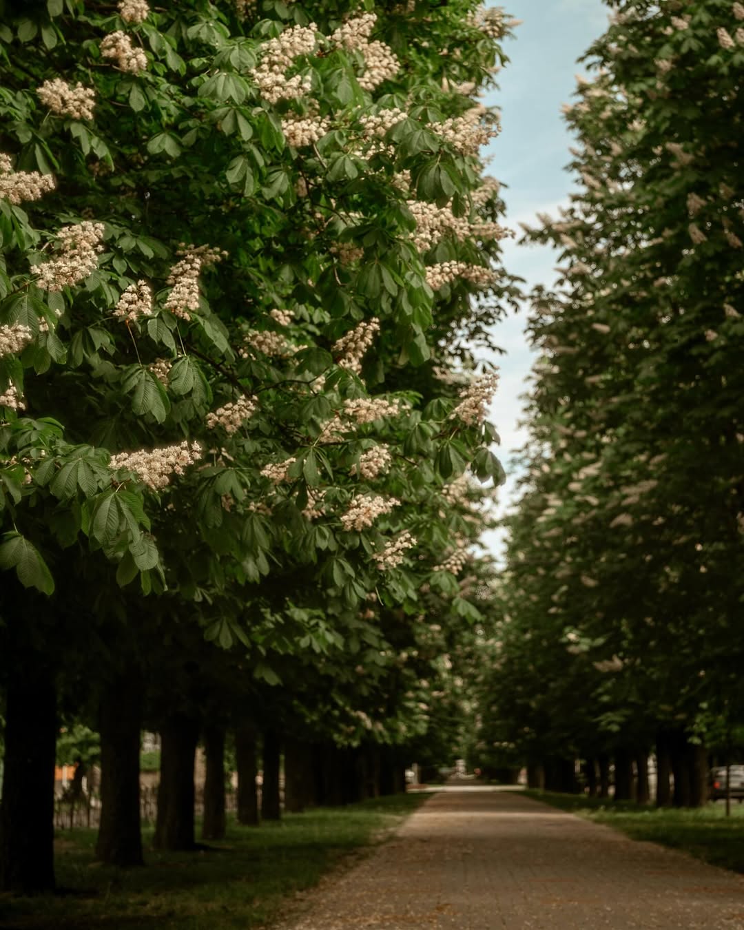 бульвар Шевченка