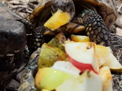 черепаха їсть яблуко