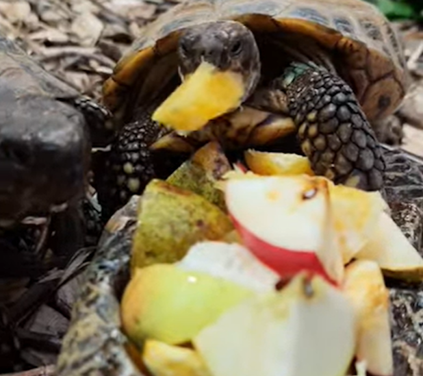 Протягом березня у Черкаському зоопарку влаштують показову годівлю черепах (ВІДЕО)