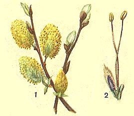 Чоловічі особини