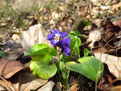 фіалка запашна