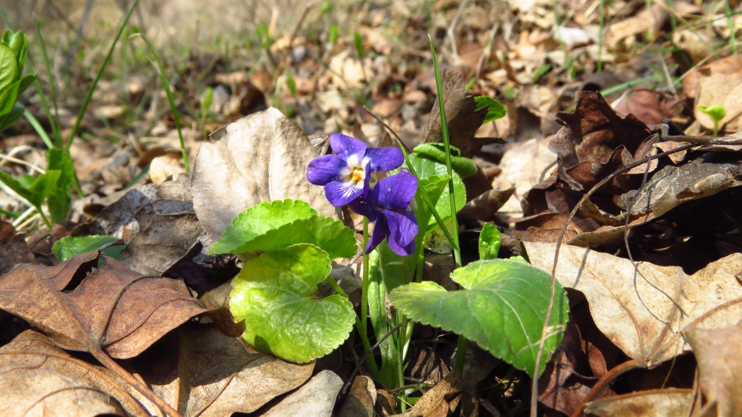 фіалка запашна