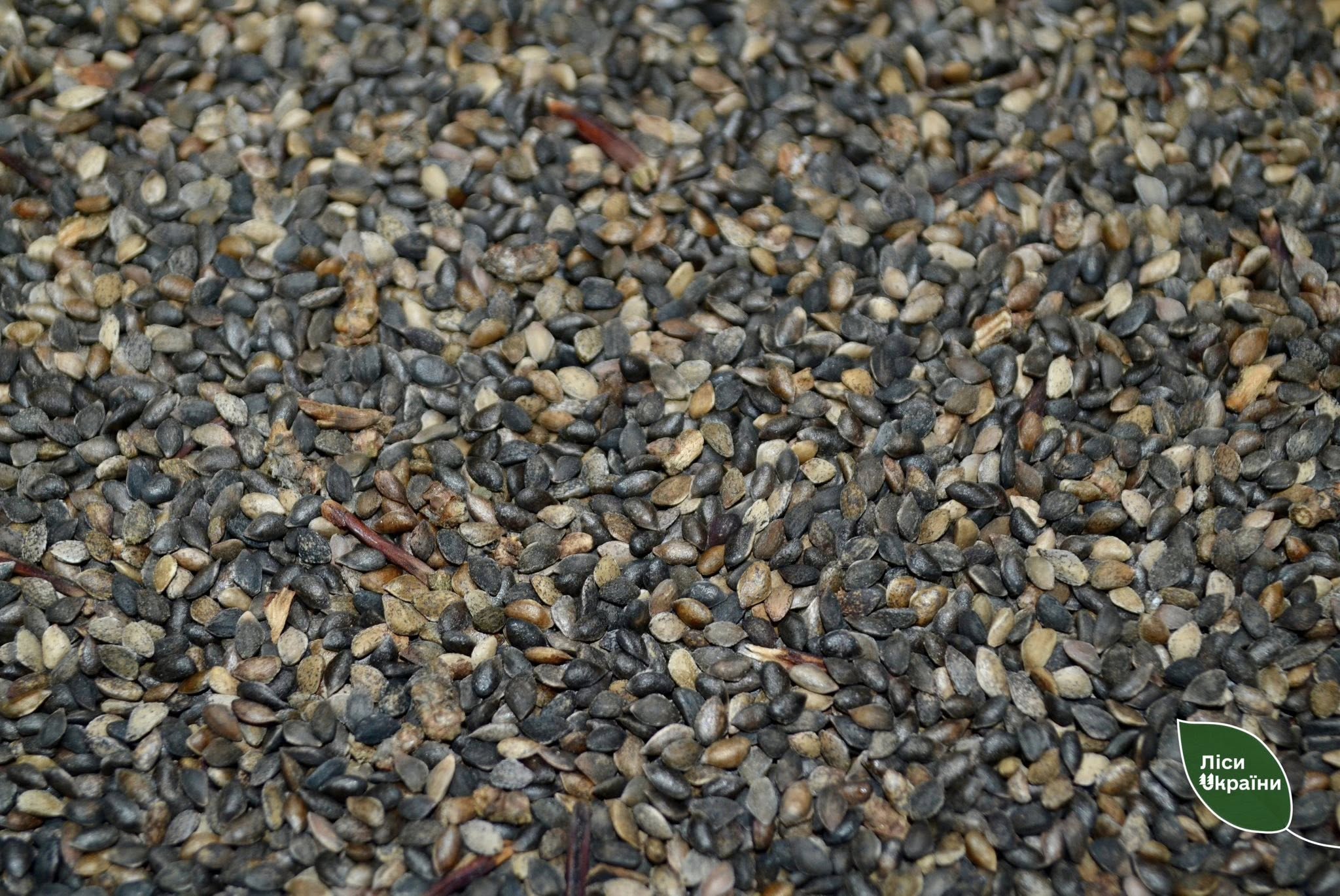 насіння хвойних