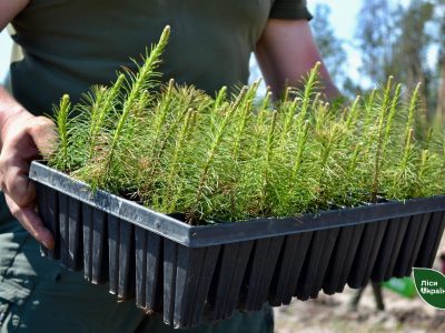 засаджування лісів