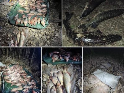 виловлена риба