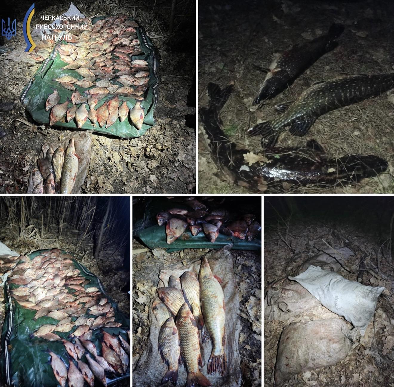 виловлена риба