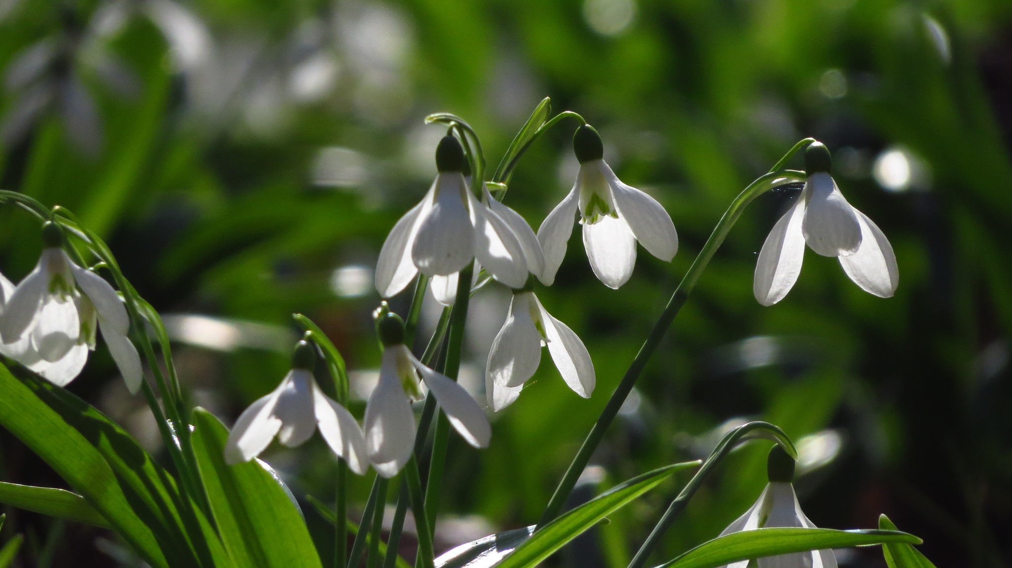 підсніжник складчастий