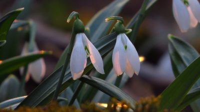 Підсніжники, проліски, ряст, анемони: які первоцвіти можна побачити на Черкащині (ФОТО)