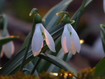 підсніжник