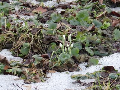 підсніжники