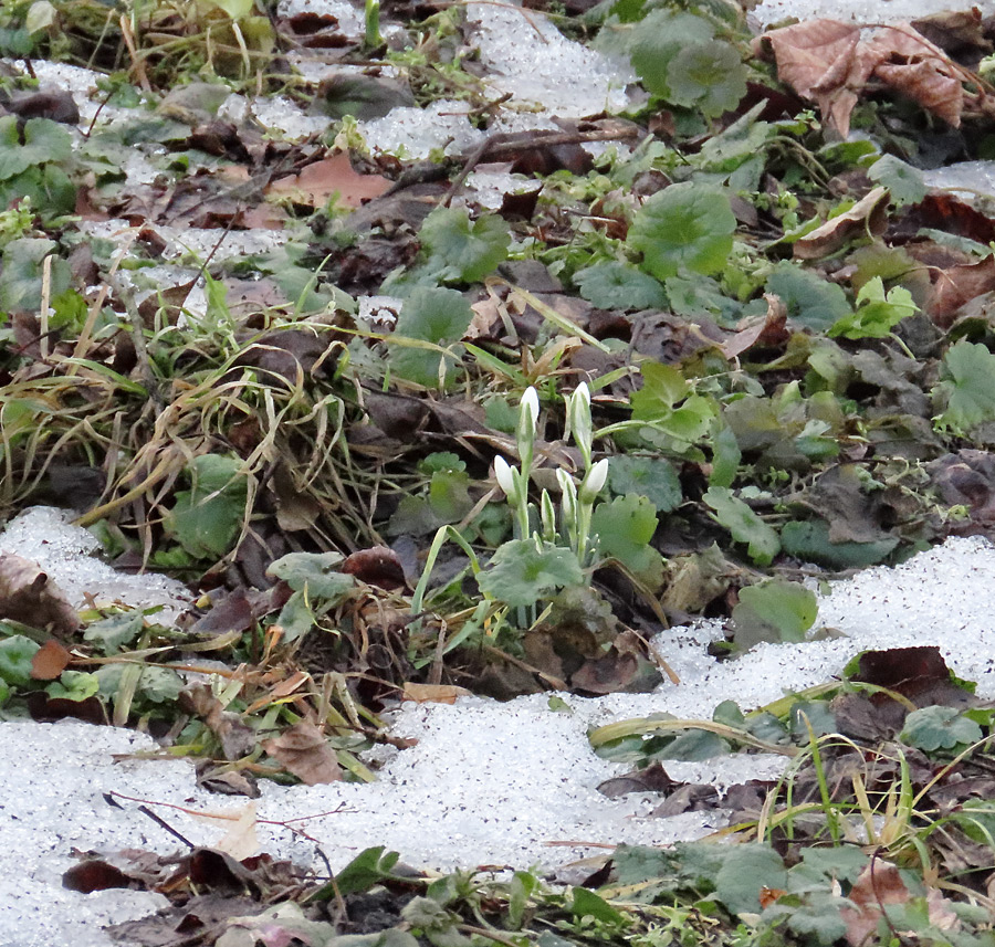 підсніжники