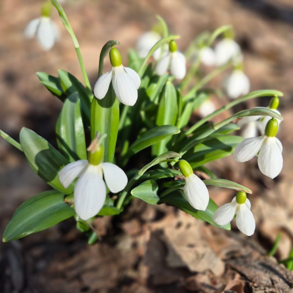 підсніжники